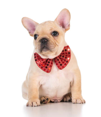 french bulldog wearing red bowtie looking on white backgroundの写真素材