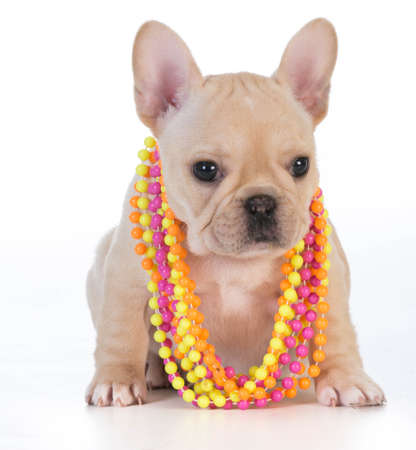 female french bulldog puppy wearing colorful necklace on white backgroundの写真素材