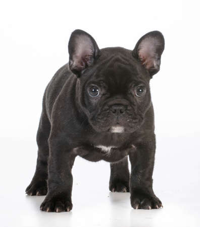 french bulldog puppy standing looking at viewer on white backgroundの写真素材