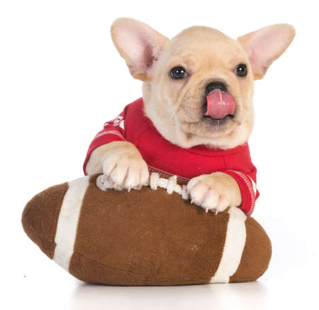 sports hound - french bulldog wearing sports jersey with paws on stuffed footballの写真素材