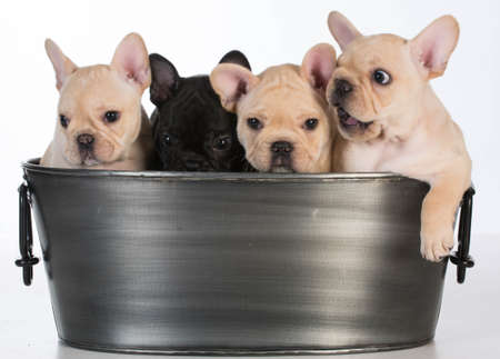 litter of french bulldog puppies in a wash basin on white background - 7 weeks oldの写真素材