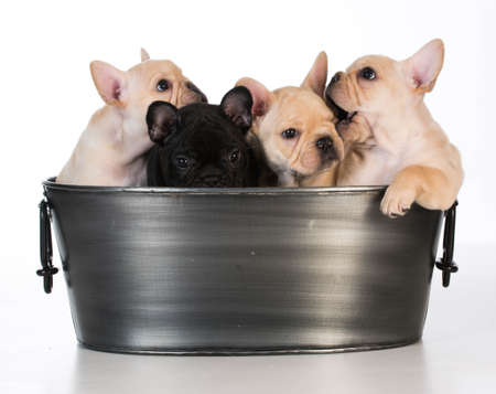litter of french bulldog puppies in a wash basin on white background - 7 weeks oldの写真素材