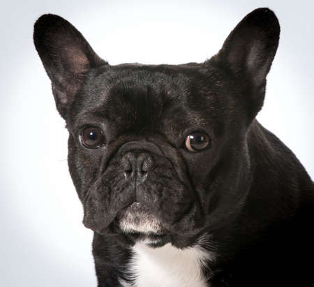 french bulldog portrait on white backgroundの写真素材
