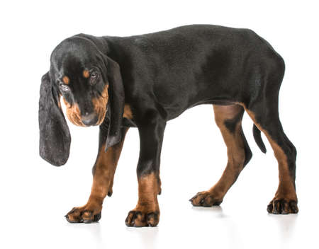 black and tan coonhound standing on white backgroundの写真素材