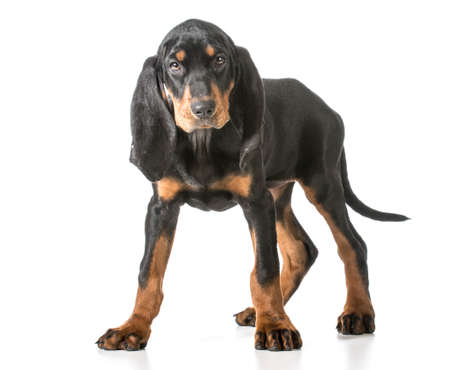 cute puppy - black and tan coonhound standingの写真素材