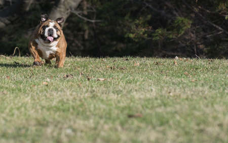 english bulldog running - six year old femaleの写真素材