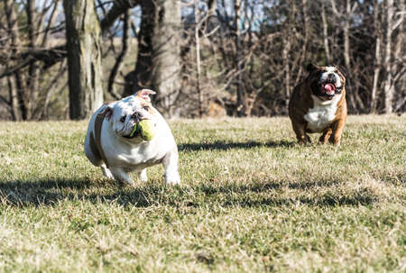 two english bulldogs playing catch with a tennis ballの写真素材