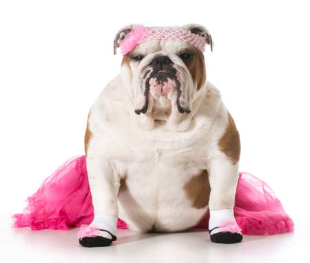 english bulldog wearing ballerina costume isolated on white backgroundの写真素材