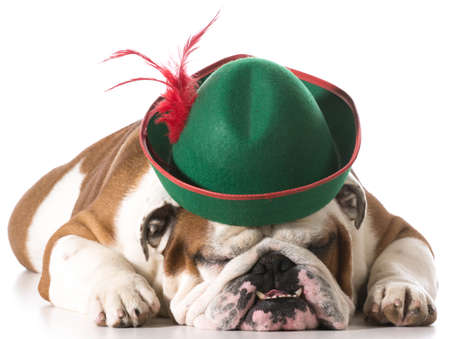 dog wearing robinhood hat on white background - english bulldogの写真素材