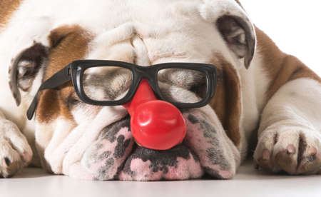 dog wearing clown glasses on white background - english bulldogの写真素材