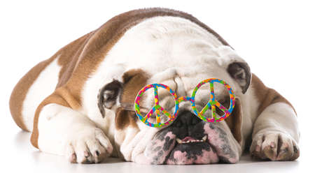 dog wearing peace glasses on white background - english bulldogの写真素材