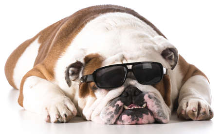 dog wearing sunglasses on white background - english bulldogの写真素材