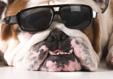 dog wearing sunglasses on white background - english bulldogの写真素材