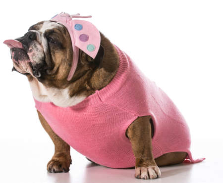 dog with funny expression wearing coat and matching headband on white background - english bulldogの写真素材