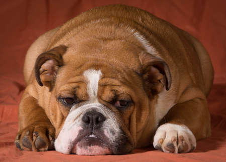 english bulldog puppy laying down looking at viewer on orange backgroundの写真素材
