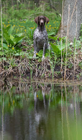 hunting dog - german shorthaired pointer sitting at the water's edgeの写真素材
