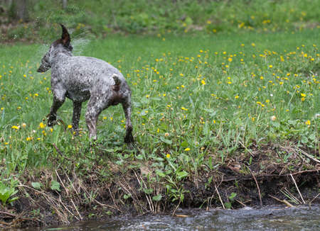 german shorthaired pointer shaking water off after swim in the riverの写真素材