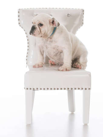 cute english bulldog puppy sitting on a white chair on white backgroundの写真素材