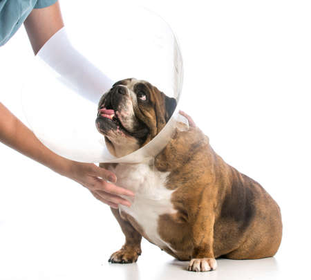 veterinary care - english bulldog wearing medical cone on white backgroundの写真素材