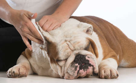 woman cleaning her dogs ears on white backgroundの写真素材