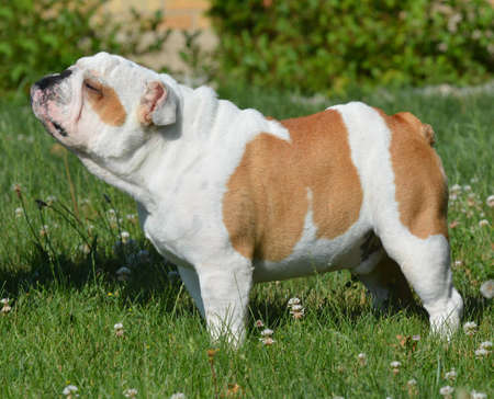 english bulldog standing outside in the grass in the summerの写真素材