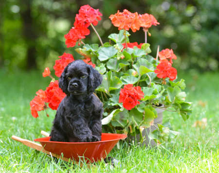 cute puppy - american cocker spaniel puppy sitting outside - 8 weeks oldの写真素材