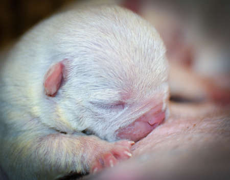 puppy nursing - english bulldog puppy two days oldの写真素材