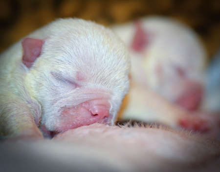 puppy nursing - english bulldog puppy two days oldの写真素材