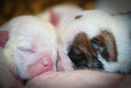puppies nursing - english bulldog puppy two days oldの写真素材