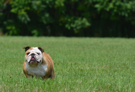 english bulldog outside in the grassの写真素材