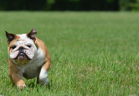 english bulldog running outside in the grassの写真素材