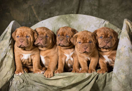 litter of dogue de bordeaux puppies - 5 weeks oldの写真素材