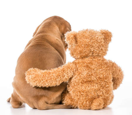 best friends - dog and teddy bear with arms around each otherの写真素材