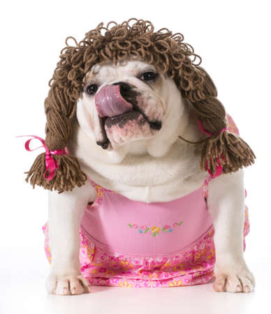 female dog - english bulldog wearing pink dress and pigtail wig isolated on white backgroundの写真素材