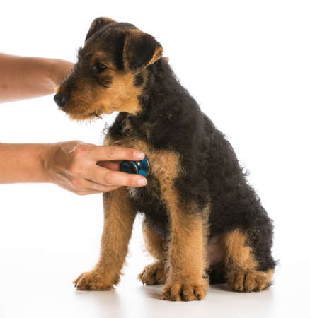 veterinary care - stethoscope on the heart of a airedale terrier puppyの写真素材