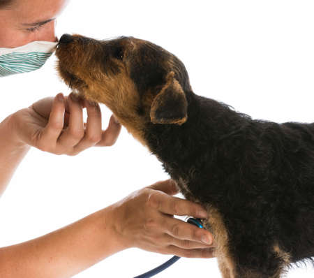 veterinary care - stethoscope on the heart of a airedale terrier puppyの写真素材