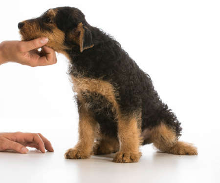 woman holding puppy by the chin - airedale puppy on white backgroundの写真素材