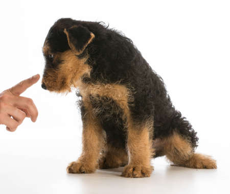 scolding puppy - airedale puppy being trained isolated on white backgroundの写真素材