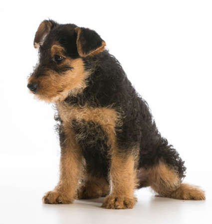 cute puppy - airedale terrier puppy sitting on white backgroundの写真素材