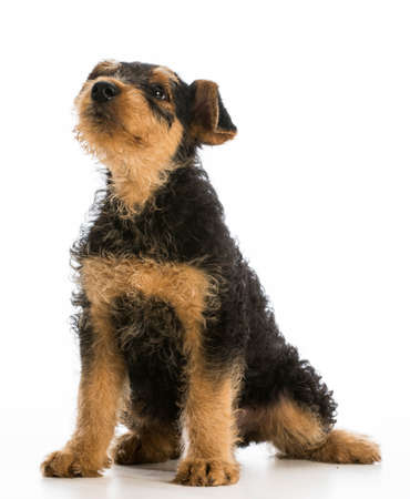 cute puppy - airedale terrier puppy sitting on white backgroundの写真素材