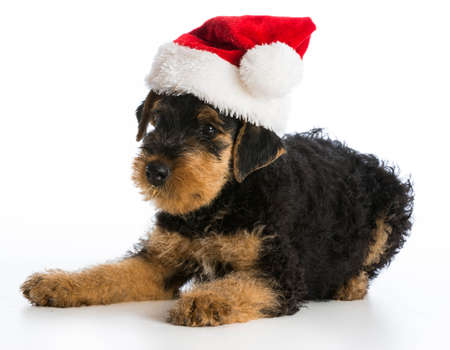 christmas puppy - airedale terrier puppy wearing santa hat laying down on white backgroundの写真素材
