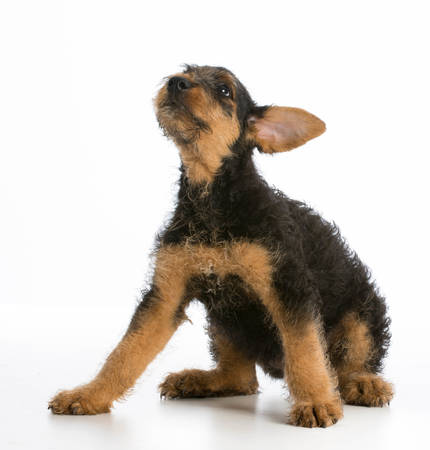 airedale terrier puppy sitting on white backgroundの写真素材