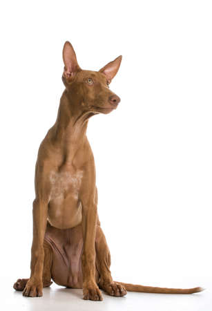 pharaoh hound portrait looking up on white backgroundの写真素材