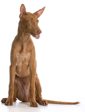 dog with attitude - pharaoh sticking tongue out on white backgroundの写真素材