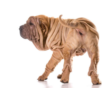 chinese shar pei turning around isolated on white backgroundの写真素材
