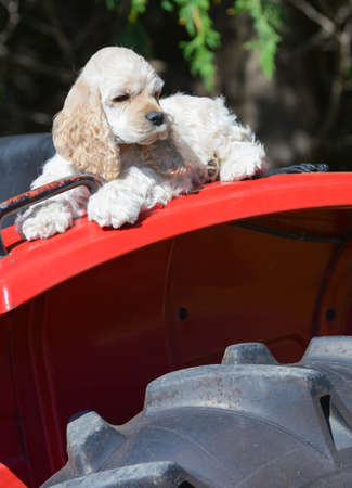 farm dog - cocker spaniel puppy laying on fender of a tractorの写真素材