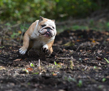english bulldog outside exercising in the yardの写真素材