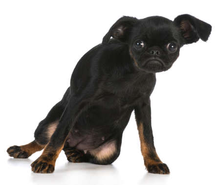 cute puppy - brussels griffon puppy with attitude on white backgroundの写真素材