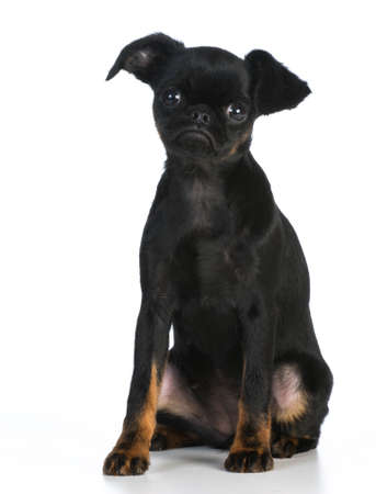 cute puppy - brussels griffon puppy looking at viewer on white backgroundの写真素材