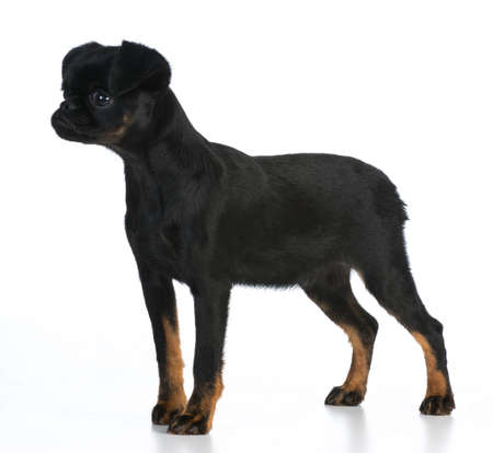brussels griffon puppy standing on white backgroundの写真素材